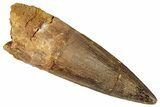 Fossil Spinosaurus Tooth - Real Dinosaur Tooth #350126-1